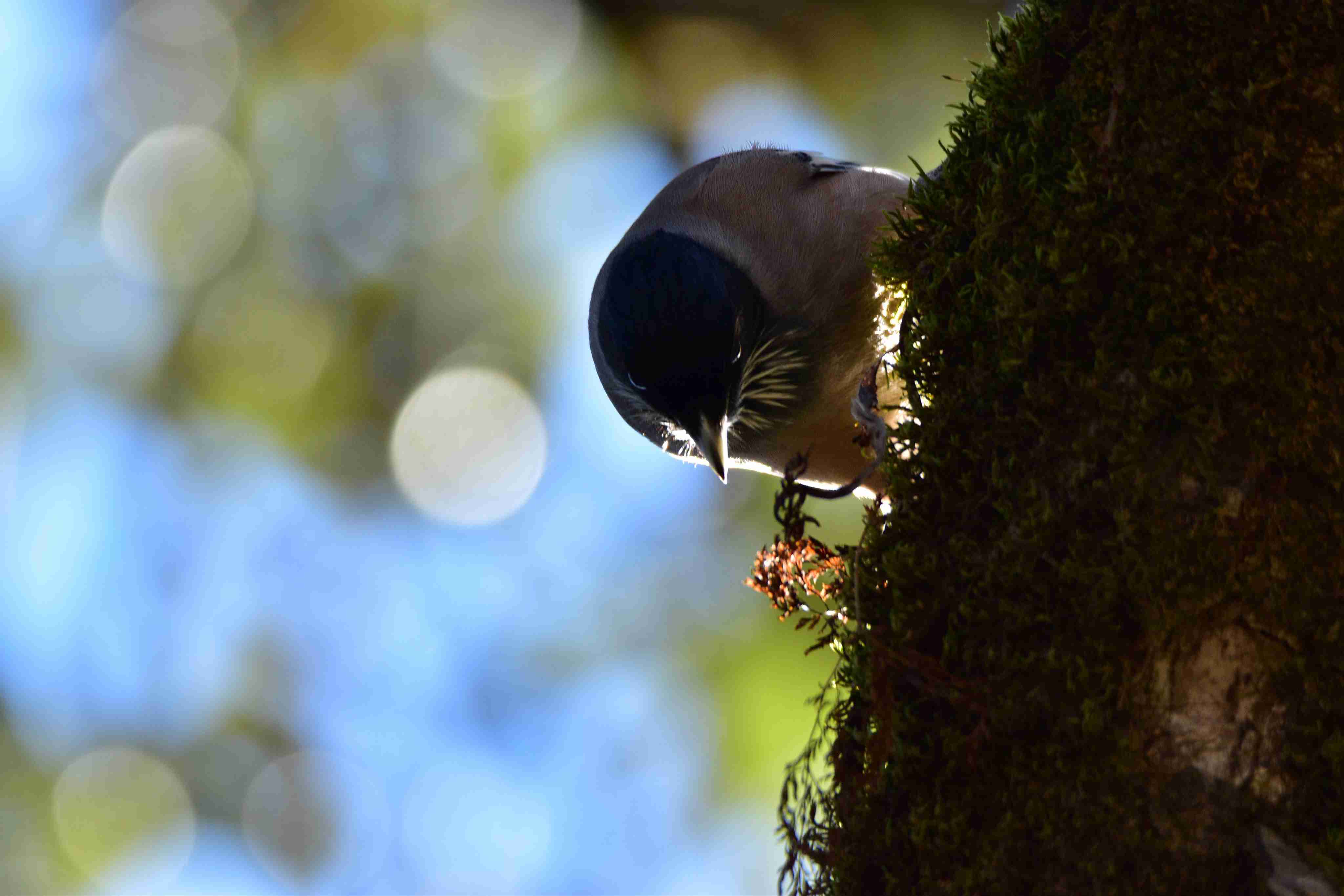 Bird Watching & Nature Retreat